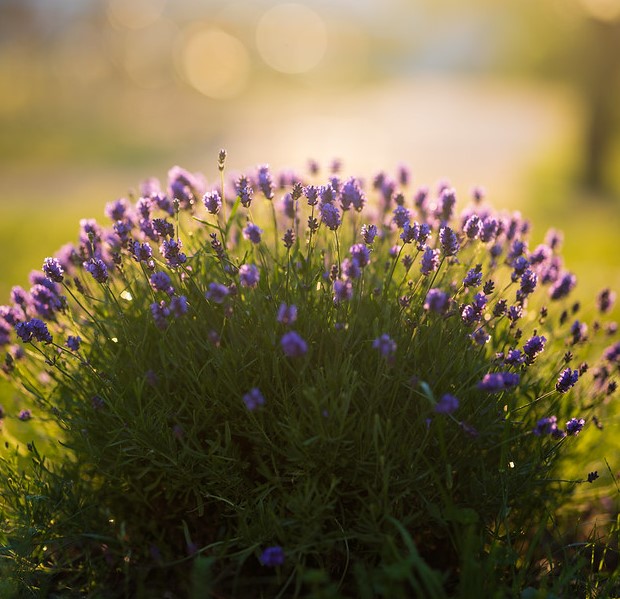 04_lavandula_angustifolia