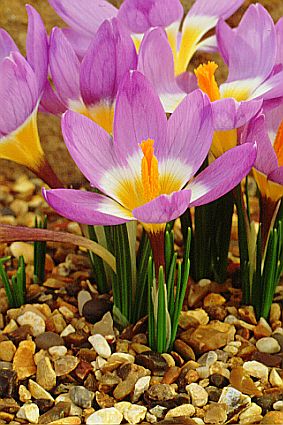 Крокус Зибера (Crocus sieberi)