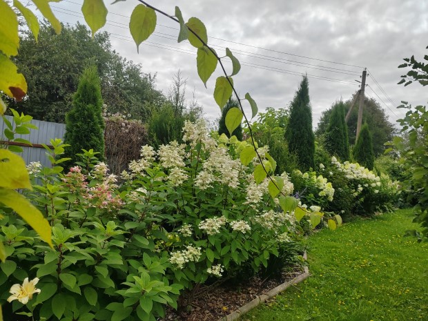 05_sad_svetlany_pitkevich_120826.jpg