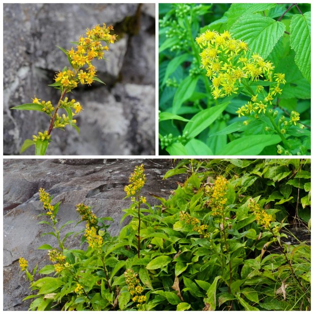 05_solidago_glomerata