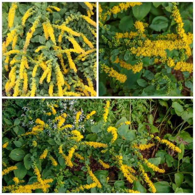 06_solidago_sphacelata