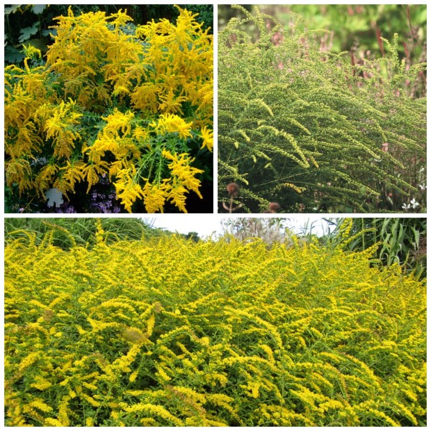 07_solidago_rugosa