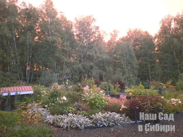 08_nash_sad_v_sibiri_220926.jpg