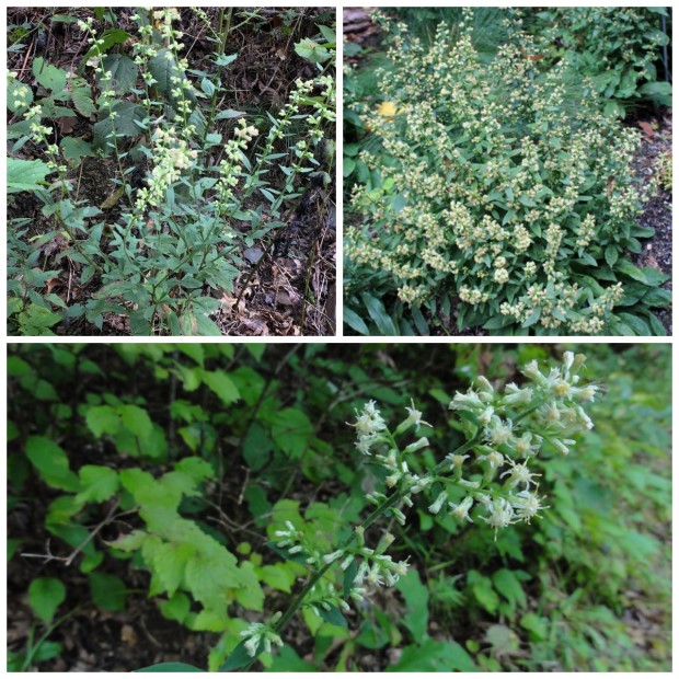 08_solidago_bicolor