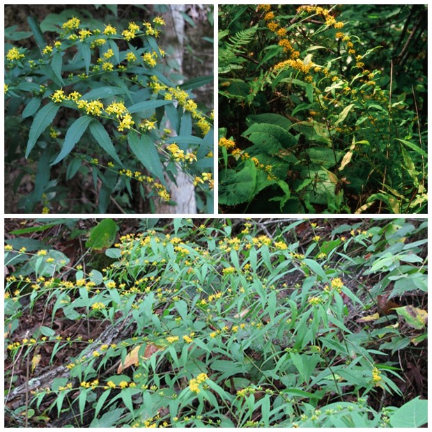 09_solidago_caesia