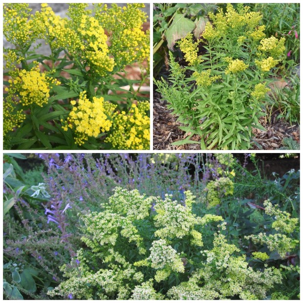 10_solidago_little_lemon