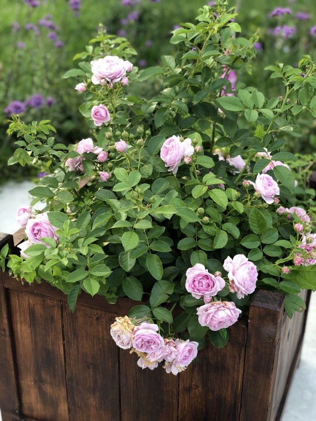 13_elena_krapivka_090826.jpg