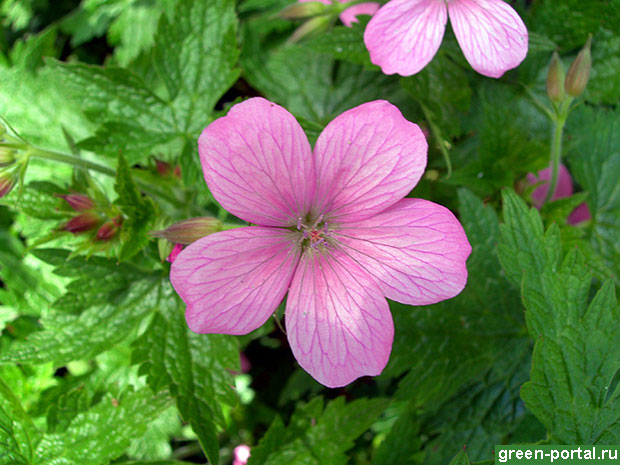 Герань ‘Wargrave Pink’ Герань ‘Wargrave Pink’