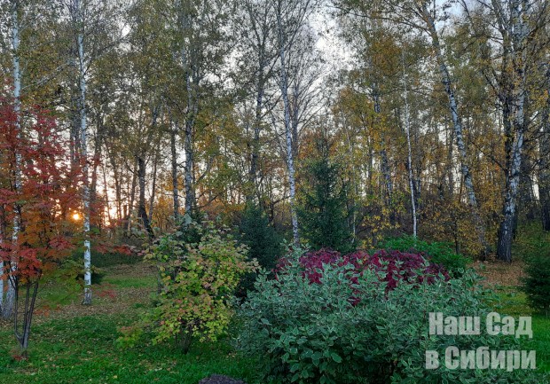 26_nash_sad_v_sibiri_220926.jpg