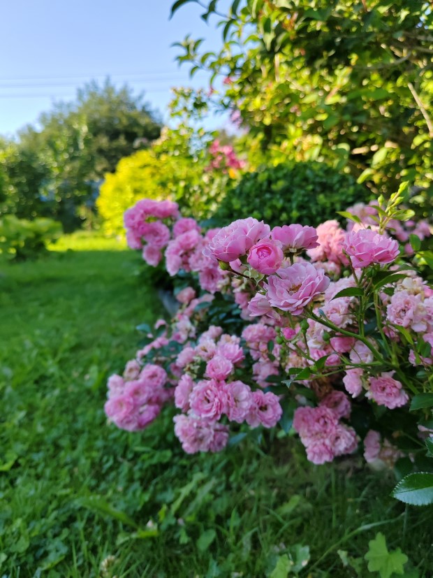 37_sad_svetlany_pitkevich_120826.jpg