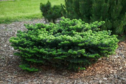 Пихта бальзамическая «Нана» (Abies balsamea «Nana»)