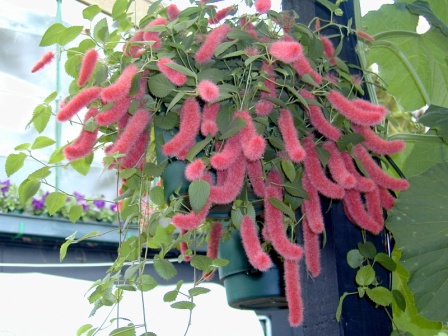 Кухня, акалифа