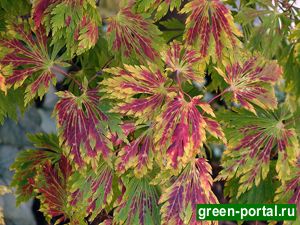 Клен японский 'Аконитифолиум' (Acer japonicum 'Aconitifolium')
