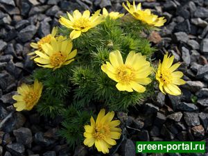 Адонис весенний, или горицвет (Adonis vernalis)