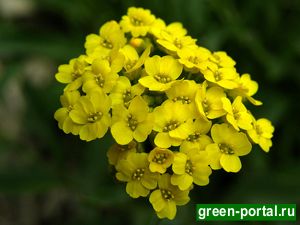 Бурачок скальный (Alyssum saxatile)