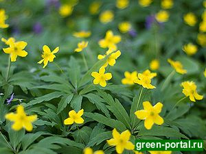 Ветреница лютичная, или лютиковая (Anemone ranunculoides)