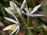 Венечник (Anthericum)