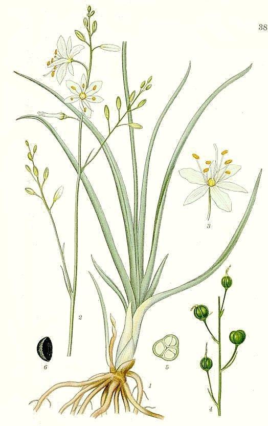 Венечник (Anthericum). Иллюстрация
