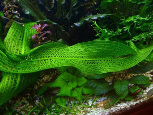 Апоногетон (Aponogeton)