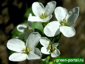 Резуха альпийская, или арабис (Arabis alpina)