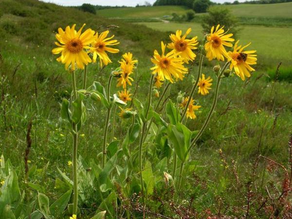 Арника горная (Arnica montana)