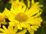Арника (Arnica)