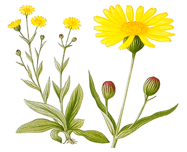 Арника горная (Arnica montana). Иллюстрация