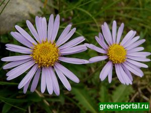 Астра альпийская (Aster alpinus)