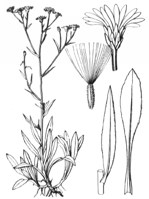 Астра солончаковая (Aster tripolium)