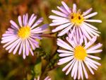 Астра разноцветная (Aster versicolor)