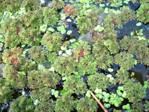 Азолла каролинская (Azolla caroliniana)