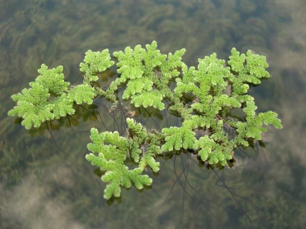 Азолла папоротниковидная (Azolla filiculoides)