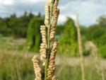 Бекмания (Beckmannia)