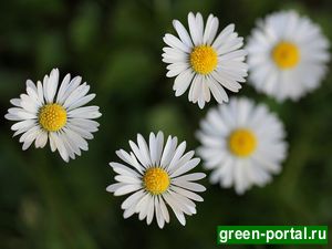 Маргаритка многолетняя (Bellis perennis)