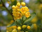 Барбарис (Berberis)