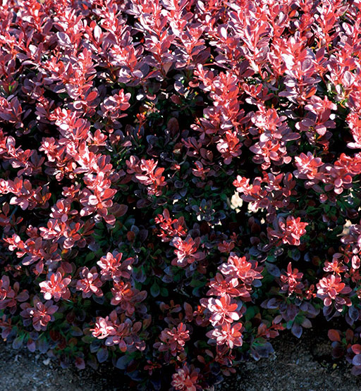Барбарис Тунберга (Berberis thunbergii)