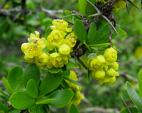 Барбарис обыкновенный (Berberis vulgaris)