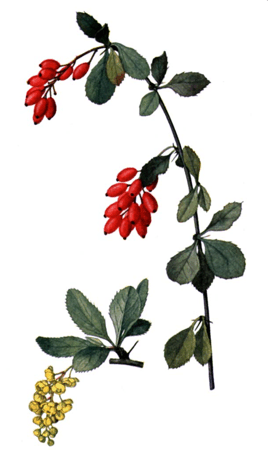 На рисунке барбарис обыкновенный (Berberis vulgaris)