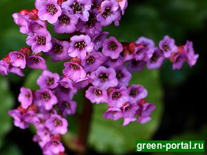Бадан толстолистный, или лекарственный (Bergenia crassifolia)