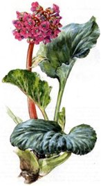 Бадан толстолистный (Bergenia Crassifolia Fritsch)