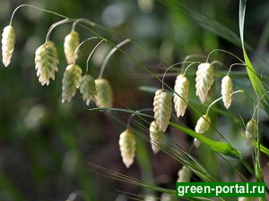Злак бриза большая (Briza maxima)