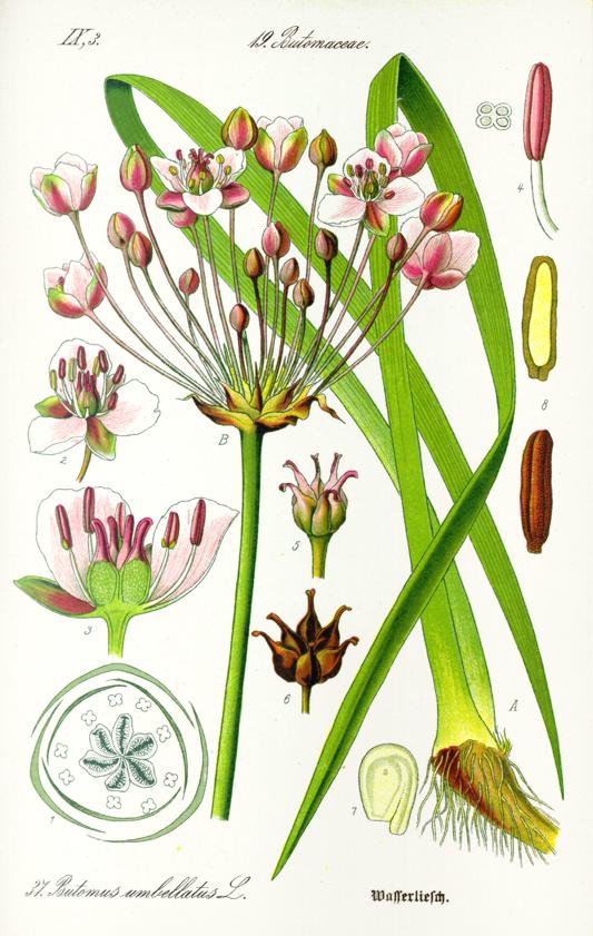 На рисунке сусак зонтичный (Butomus umbellatus)