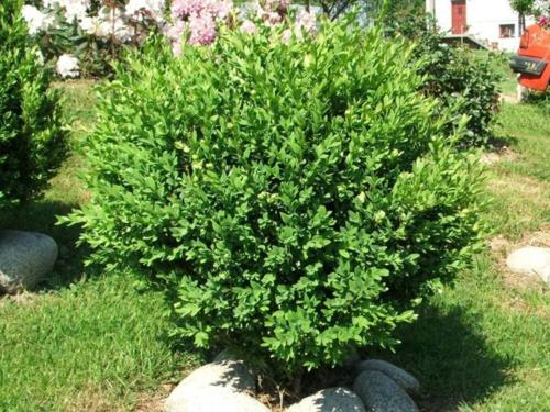 Самшит вечнозеленый (Buxus sempervirens)