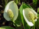 Белокрыльник (Calla)