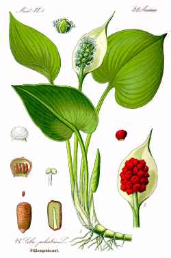 На рисунке белокрыльник болотный (Calla palustris)