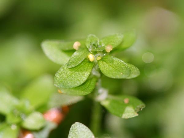 Болотник короткоплодный (Callitriche cophocarpa)
