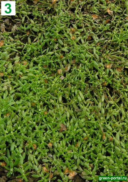 3. Болотник болотный (Callitriche palustris)