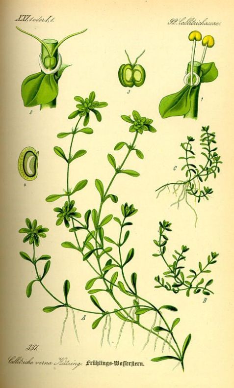 Болотник болотный (Callitriche palustris). Иллюстрация