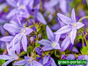 Колокольчик Пожарского (Campanula poscharskyana)