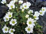 Ясколка (Cerastium)